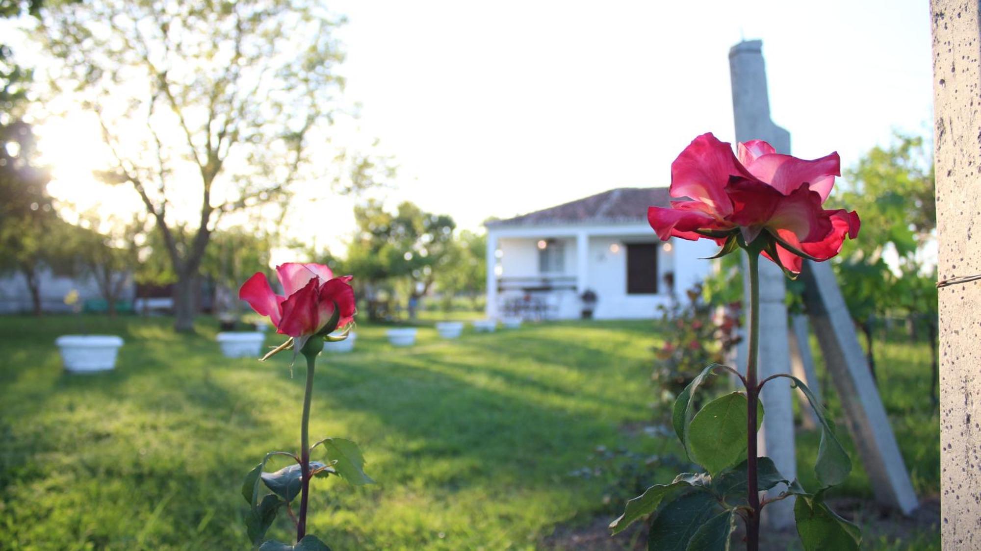 "Per Mik" Cottage In Vineyard Szkodra Zewnętrze zdjęcie